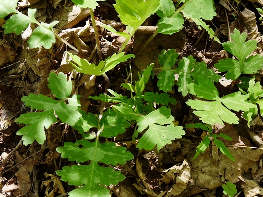 {Hydrophyllum macrophyllum}